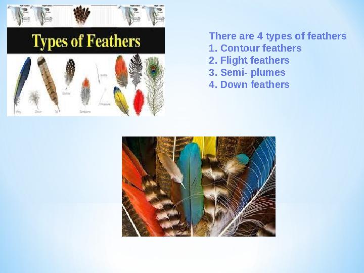 There are 4 types of feathers 1. Contour feathers 2. Flight feathers 3. Semi- plumes 4. Down feathers