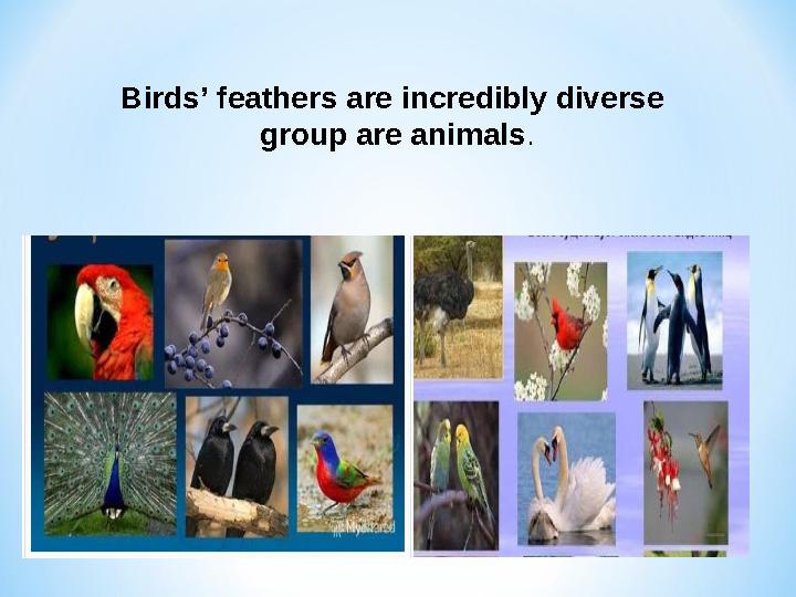Birds’ feathers are incredibly diverse group are animals .