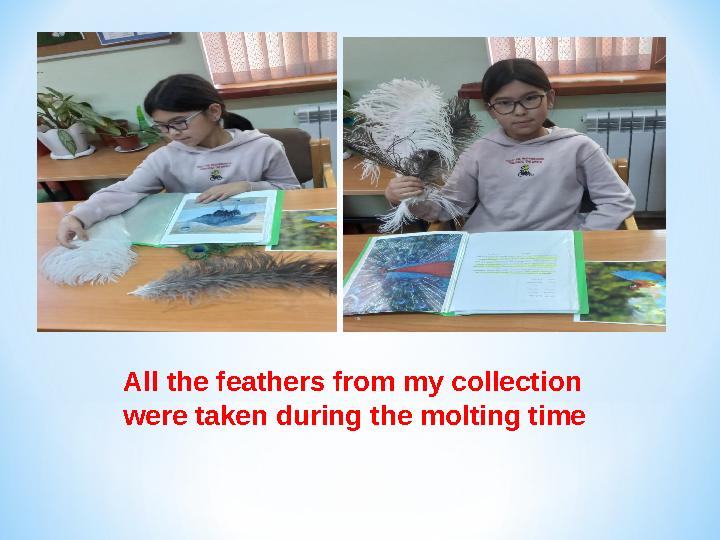 All the feathers from my collection were taken during the molting time