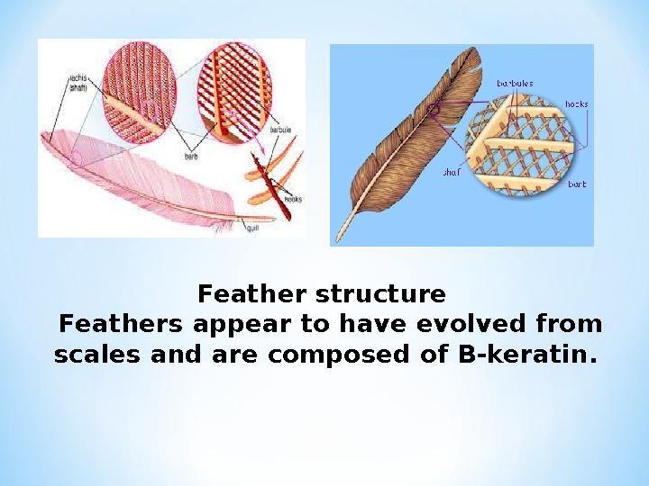 Feather structure Feathers appear to have evolved from scales and are composed of B-keratin.