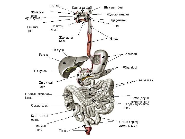 Буккаке порно онлайн HD
