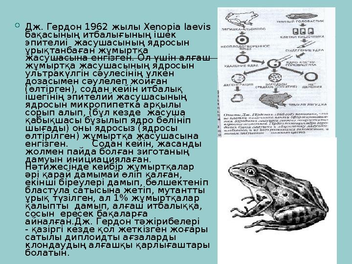  Дж. Гердон 1962 жылы Xenopia laevis бақасының итбалығының ішек эпителиі жасушасының ядросын ұрықтанбаған жұмыртқа жасушас