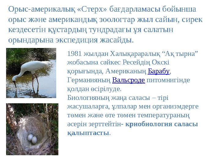 Орыс-америкалық «Стерх» бағдарламасы бойынша орыс және американдық зоологтар жыл сайын, сирек кездесетін құстардың тундрадағы