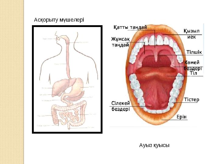 Ас қорыту мүшелері Ауыз қуысы