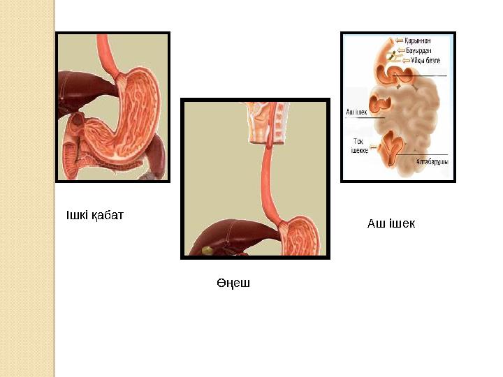 ӨңешІшкі қабат Аш ішек