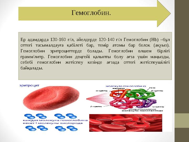 Ер адамдарда 130-160 г/л, әйелдерде 120-140 г/л Гемоглобин (Hb) –бұл оттегі тасымалдауға қабілеті бар, темір атом