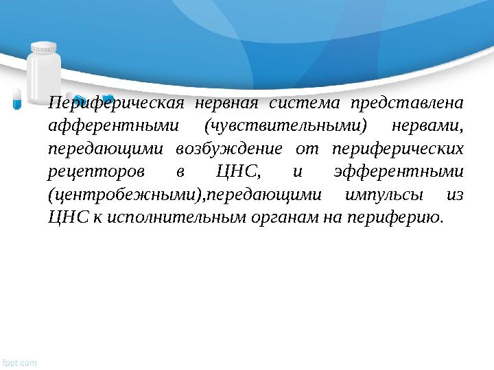 Периферическая нервная система представлена афферентными (чувствительными) нервами, передающими возбуждение от перифер