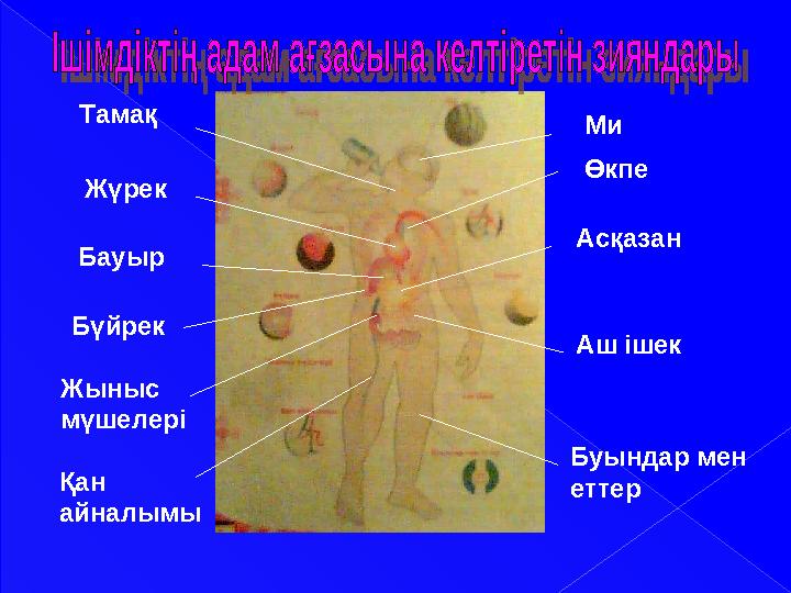 Ми Өкпе Асқазан Аш ішек Буындар мен еттерТамақ Жүрек Бауыр Бүйрек Жыныс мүшелері Қан айналымы