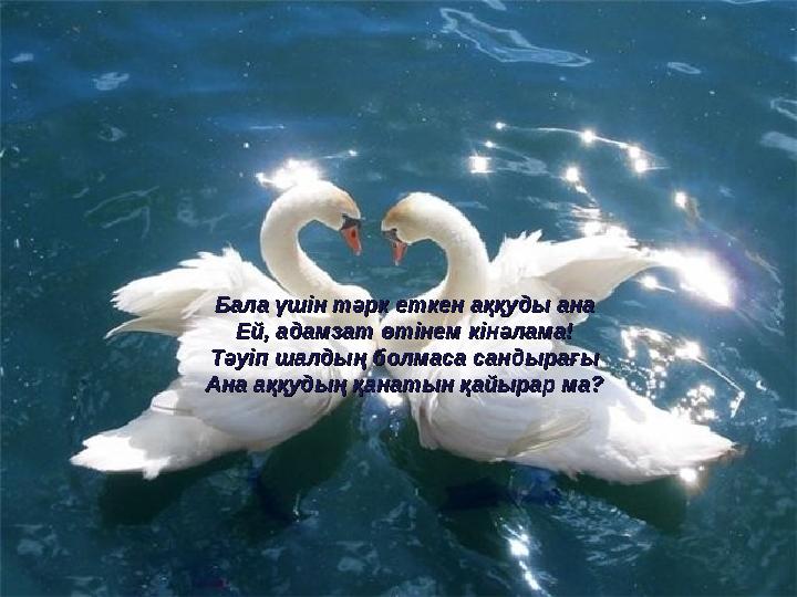 Бала үшін тәрк еткен аққуды анаБала үшін тәрк еткен аққуды ана Ей, адамзат өтінем кінәлама!Ей, адамзат өтінем кінәлама! Тәуіп ша