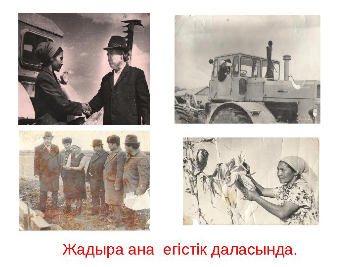 Жадыра ана егістік даласында.