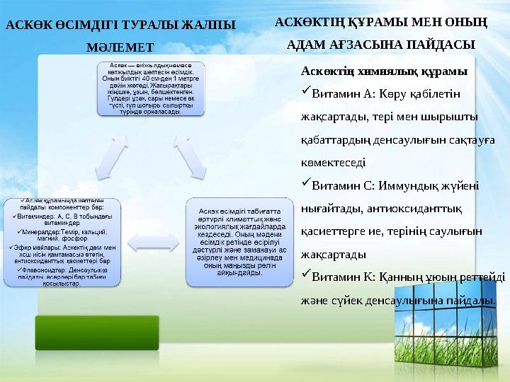 АСКӨК ӨСІМДІГІ ТУРАЛЫ ЖАЛПЫ МӘЛЕМЕТ АСКӨКТІҢ ҚҰРАМЫ МЕН ОНЫҢ АДАМ АҒЗАСЫНА ПАЙДАСЫ Аскөктің химиялық құрамы Витамин A: Көру қ АСКӨК ӨСІМДІГІ ТУРАЛЫ ЖАЛПЫ МӘЛЕМЕТ АСКӨКТІҢ ҚҰРАМЫ МЕН ОНЫҢ АДАМ АҒЗАСЫНА ПАЙДАСЫ Аскөктің химиялық құрамы Витамин A: Көру қ