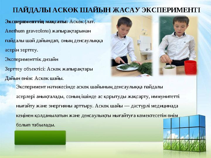 ПАЙДАЛЫ АСКӨК ШАЙЫН ЖАСАУ ЭКСПЕРИМЕНТІ Эксперименттің мақсаты: Аскөк (лат. Anethum graveolens) жапырақтарынан пайдалы шай дайы ПАЙДАЛЫ АСКӨК ШАЙЫН ЖАСАУ ЭКСПЕРИМЕНТІ Эксперименттің мақсаты: Аскөк (лат. Anethum graveolens) жапырақтарынан пайдалы шай дайы