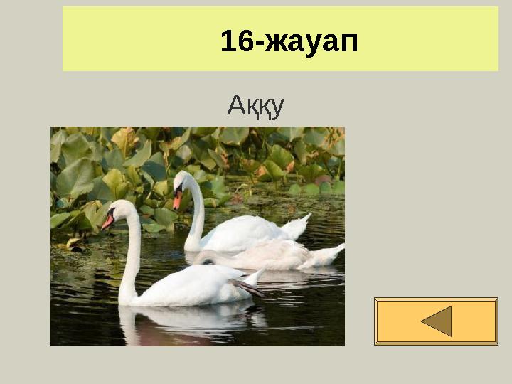 16-жауап Аққу