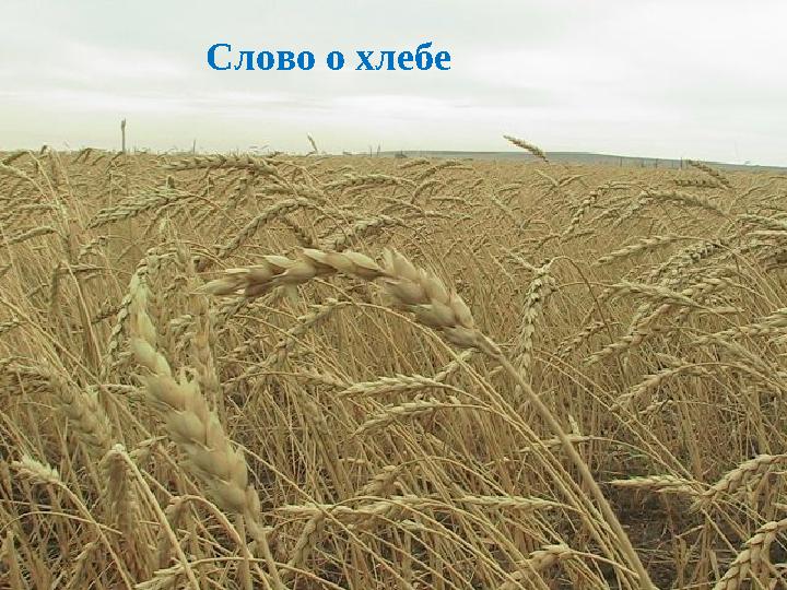 Слово о хлебе