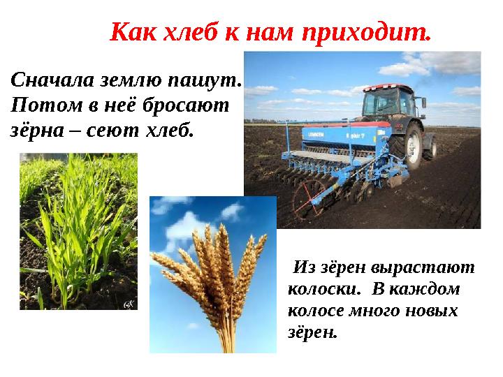 Как хлеб к нам приходит. Из зёрен вырастают колоски. В каждом колосе много новых зёрен. Сначала землю пашут.