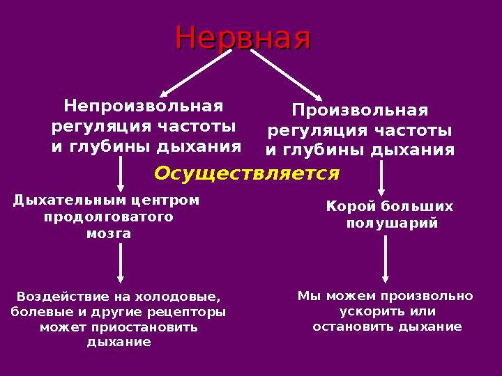 НервнаяНервная Непроизвольная регуляция частоты и глубины дыхания Произвольная регуляция частоты и глубины дыхания Осуществляе