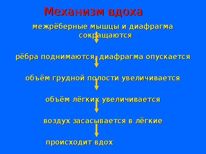 Механизм вдохаМеханизм вдоха межрёберные мышцы и диафрагма межрёберные мышцы и диафрагма сокращаются сокращаются