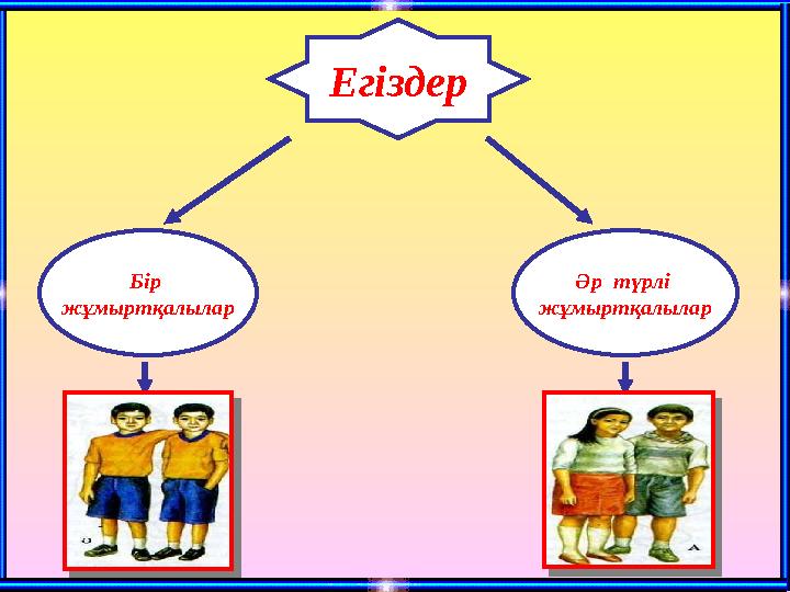 Бір жұмыртқалылар Әр түрлі жұмыртқалылар Егіздер
