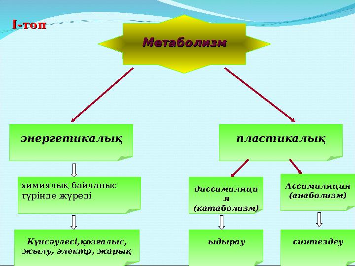МетаболизмМетаболизм энергетикалық пластикалық химиялық байланыс түрінде жүреді Ассимиляция (анаболизм) диссимиляци я (катаболи