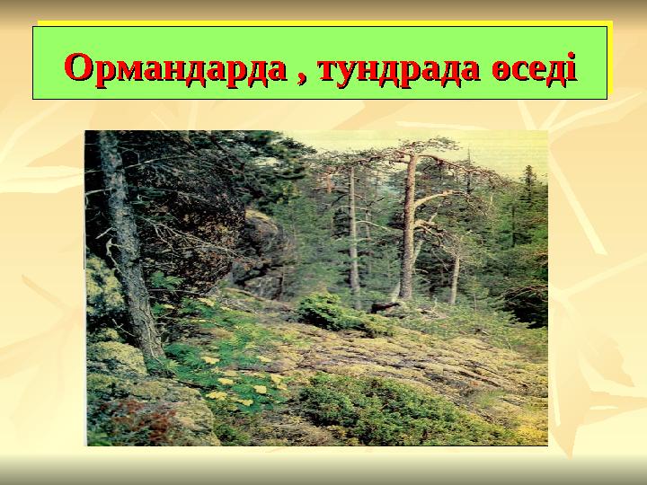 Ормандарда , тундрада өседіОрмандарда , тундрада өседіОрмандарда , тундрада өседіОрмандарда , тундрада өседі