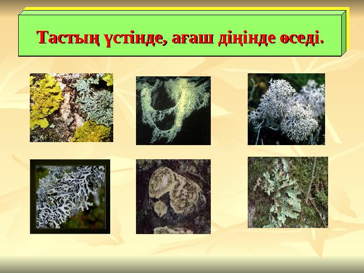 Тастың үстінде, ағаш діңінде өседіТастың үстінде, ағаш діңінде өседіТастың үстінде, ағаш діңінде өседіТастың үстінде, ағаш діңін