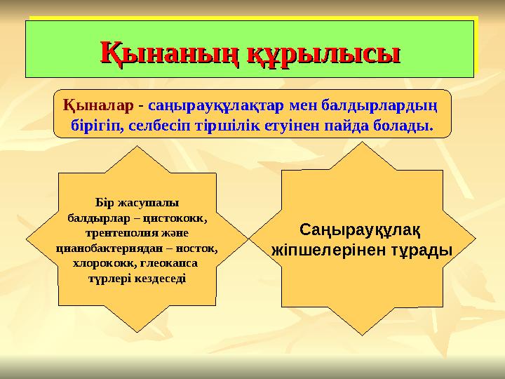 Қынаның құрылысыҚынаның құрылысыҚынаның құрылысыҚынаның құрылысы Қыналар - саңырауқұлақтар мен балдырлардың бірігіп, селбесіп т