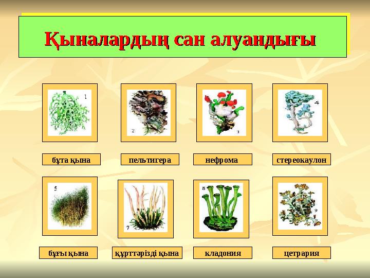 Қыналардың сан алуандығыҚыналардың сан алуандығы Қыналардың сан алуандығыҚыналардың сан алуандығы бұта қына пельтигера нефром