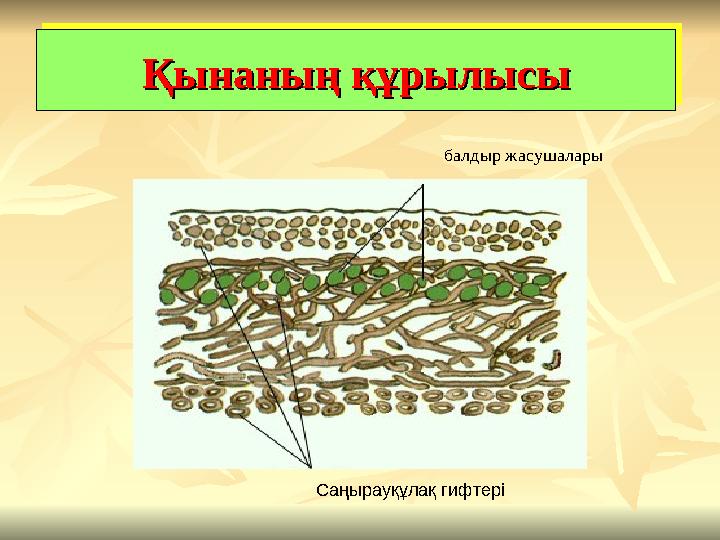 Қынаның құрылысыҚынаның құрылысыҚынаның құрылысыҚынаның құрылысы балдыр жасушалары Саңырауқұлақ гифтері