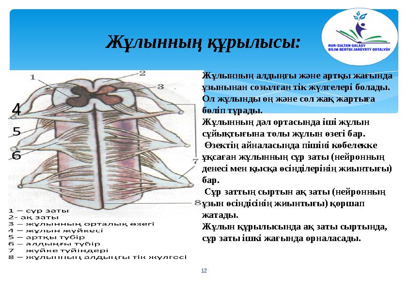 Жұлынның құрылысы: 12 Жұлынның алдыңғы және артқы жағында ұзынынан созылған тік жүлгелері болады. Ол жұлынды оң және сол жақ