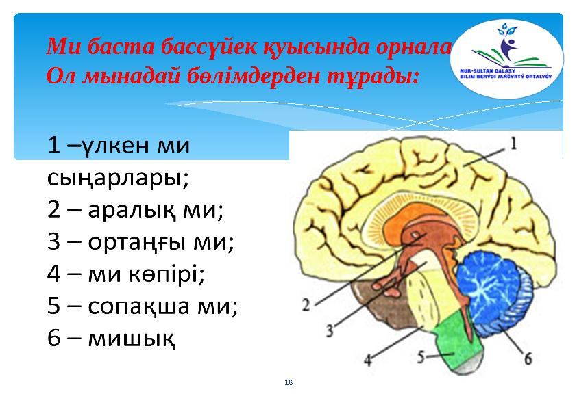 16 Ми баста бассүйек қуысында орналасады. Ол мынадай бөлімдерден тұрады: