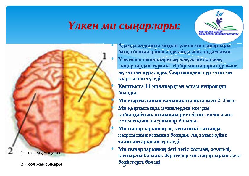 Үлкен ми сыңарлары: Адамда алдыңғы мидың үлкен ми сыңарлары басқа бөлімдерінен әлдеқайда жақсы дамыған. Үлкен ми сыңарлары