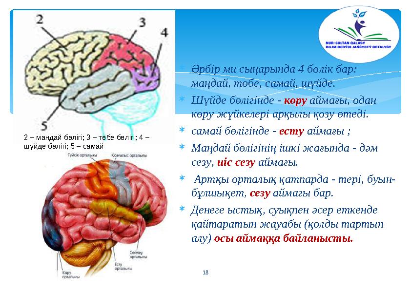 Әрбір ми сыңарында 4 бөлік бар: маңдай, төбе, самай, шүйде. Шүйде бөлігінде - көру аймағы, одан көру жүйкелері арқылы қоз