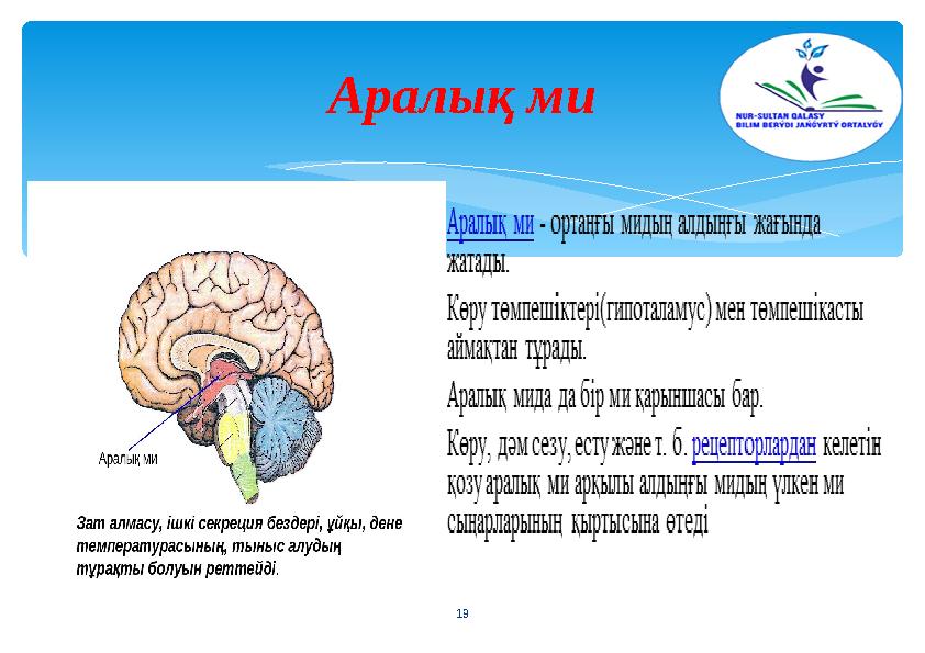 Аралық ми 19