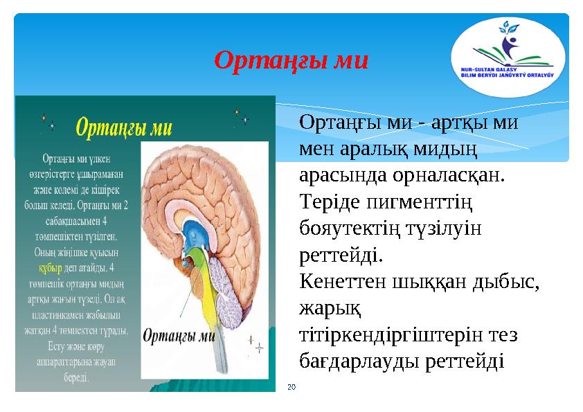 Ортаңғы ми 20 Ортаңғы ми - артқы ми мен аралық мидың арасында орналасқан. Теріде пигменттің бояутектің түзілуін реттейді.