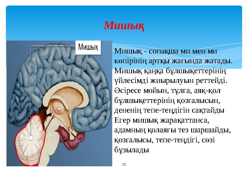 Мишық 23 Мишық - сопақша ми мен ми көпірінің артқы жағында жатады. Мишық қаңқа бұлшықеттерінің үйлесімді жиырылуын реттейді