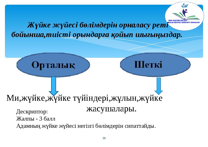 24 Жүйке жүйесі бөлімдерін орналасу реті бойынша,тиісті орындарға қойып шығыңыздар. Ми,жүйке,жүйке түйіндері,жұлын,жүйке
