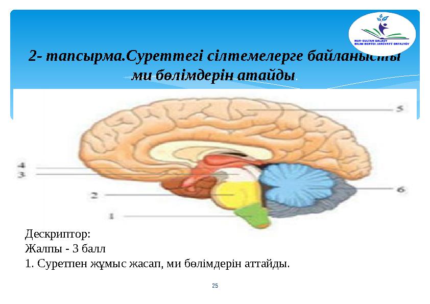 2- тапсырма.Суреттегі сілтемелерге байланысты ми бөлімдерін атайды. 25 Дескриптор: Жалпы - 3 балл 1. Суретпен жұмыс