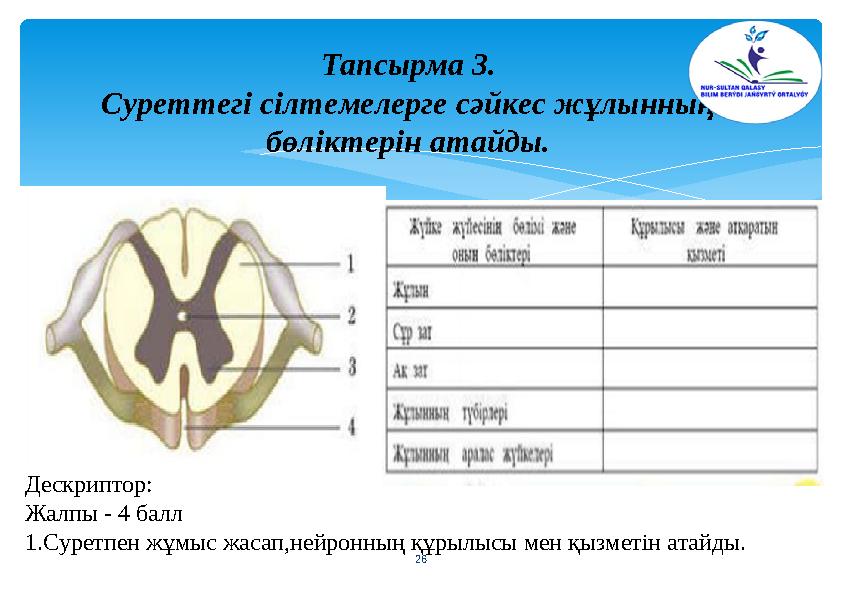 Тапсырма 3. Суреттегі сілтемелерге сәйкес жұлынның бөліктерін атайды. 26 Дескриптор: Жалпы - 4 балл 1.Суретпен жұмыс жасап,не