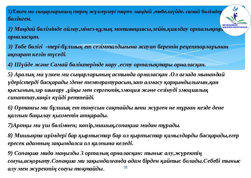 28 1)Үлкен ми сыңарларының терең жүлгерлері төрт: маңдай ,төбе,шүйде, самай бөлімдерге бөлінген. 2) Маңдай бөлімінде ойлау,мі
