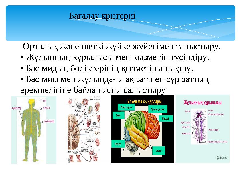 3 • Орталық және шеткі жүйке жүйесімен таныстыру. • Жұлынның құрылысы мен қызметін түсіндіру. • Бас мидың бөліктерінің қызметі