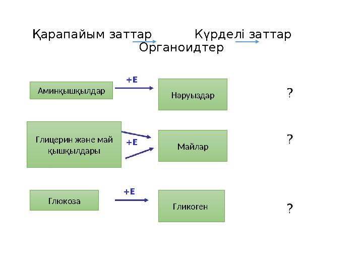 Қарапайым заттар Күрделі заттар Органоидтер Аминқышқылдар Нәруыздар Глицерин және май қышқылдары Майлар Гл