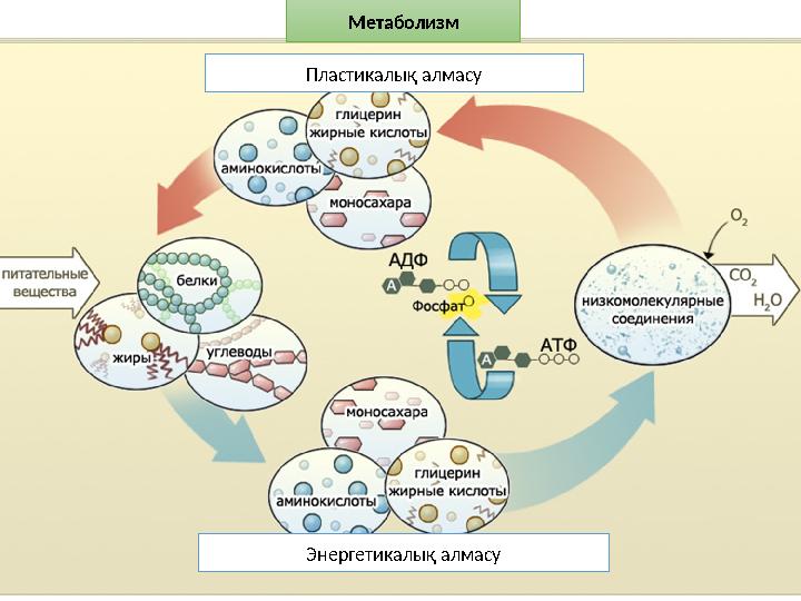 Метаболизм Пластикалық алмасу Энергетикалық алмасу