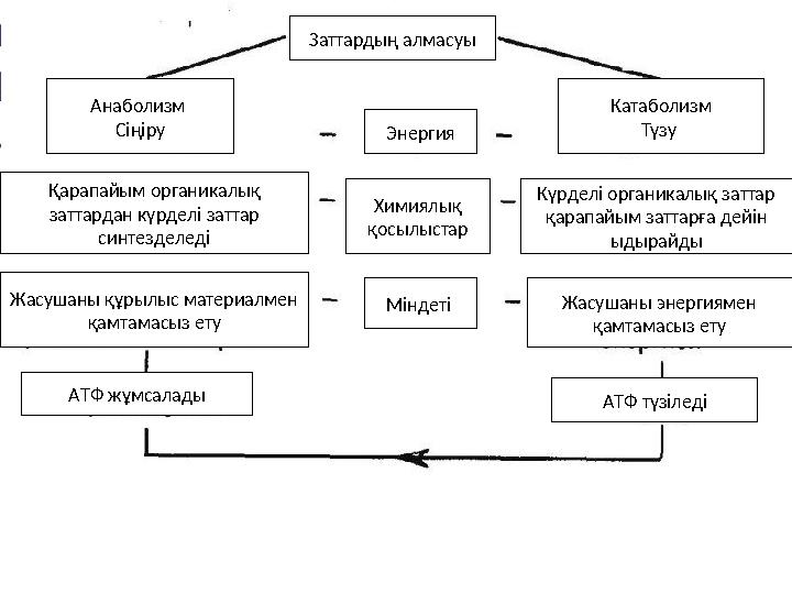 Заттардың алмасуы Анаболизм Сіңіру Катаболизм Түзу Энергия Химиялық қосылыстар Қарапайым органикалық заттардан күрделі заттар