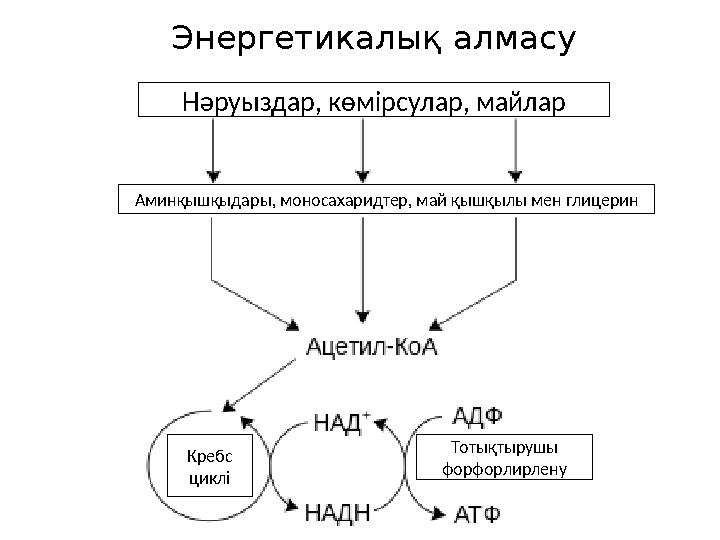Энергетикалық алмасу Нәруыздар, көмірсулар, майлар Аминқышқыдары, моносахаридтер, май қышқылы мен глицерин Кребс циклі Тотықтыр