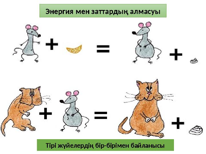 Энергия мен заттардың алмасуы Тірі жүйелердің бір-бірімен байланысы