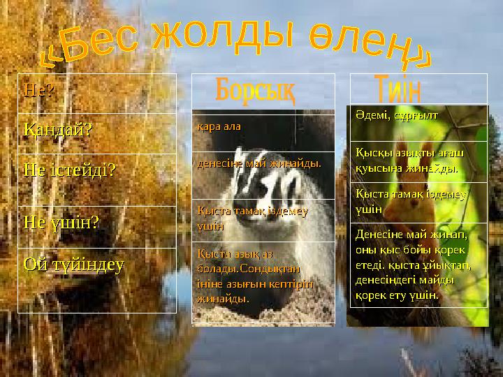 Әдемі, сұрғылтӘдемі, сұрғылт Қысқы азықты ағаш Қысқы азықты ағаш қуысына жинайды.қуысына жинайды. Қыста тамақ іздемеу Қыста там