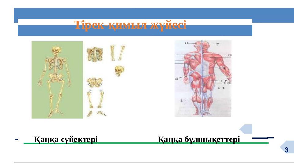 3Тірек-қимыл жүйесі Қаңқа сүйектері Қаңқа бұлшықеттері