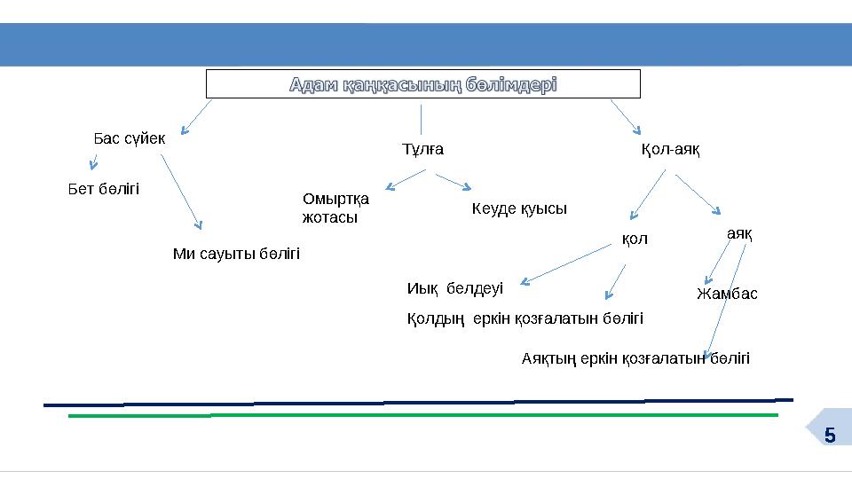 5Бас сүйек Тұлға Қол-аяқ Бет бөлігі Ми сауыты бөлігі Омыртқа жотасы Кеуде қуысы қол аяқ Иық белдеуі Қолдың еркін қозғалатын б