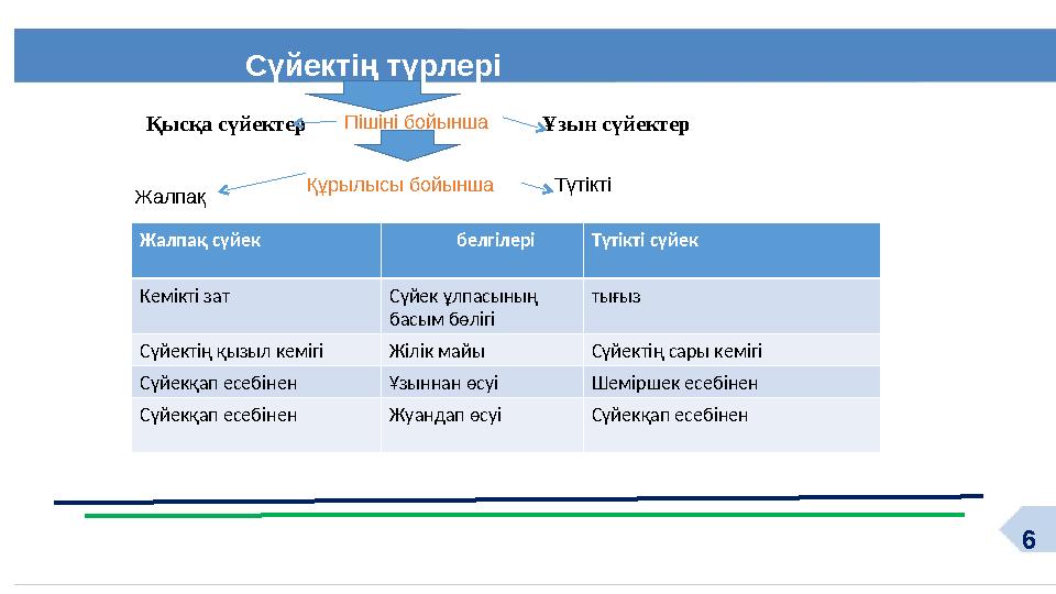 6 Сүйектің түрлері Жалпақ сүйек белгілері Түтікті сүйек Кемікті зат Сүйек ұлпасының басым бө
