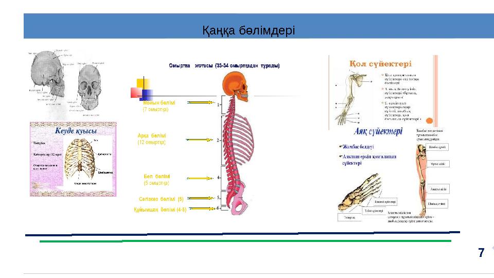 7Қаңқа бөлімдері